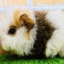 ふわふわ♡羊みたいでしょ🎶テッセルモルモット〜