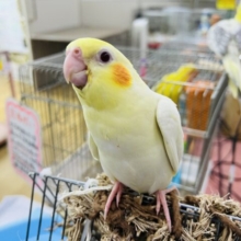 画像更新☆小粒なのかな？オカメインコのルチノー☆