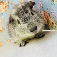 おっとり穏やか🫧ﾅﾃﾞﾅﾃﾞ大好き❤︎テディモルモットくん､男のコ❤︎♂