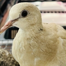 画像更新☆ポーカーフェイスの裏には♡ジュズカケバト♡