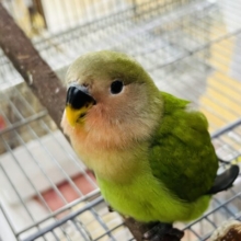 最新画像＆動画更新❤綿毛のおパンツ♡小桜インコ（ノーマル）