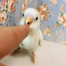 成長がとっても楽しみ🫶🏻✨美しいセキセイインコのヒナちゃんです🫧