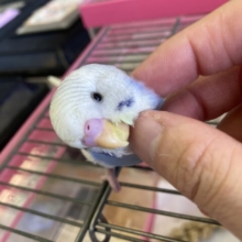 みんなメロメロです🥰❤︎手乗りセキセイインコ(バイオレットパイド)さん🫧