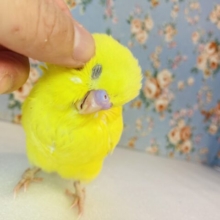 甘えたラブリーインコちゃん❤︎ 手乗りセキセイインコ(ルチノー)さん🔆