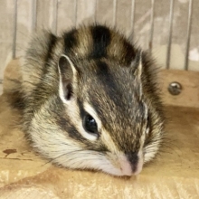 最新画像！シマリス　走り出したら止まらない！元気いっぱいな男の子！