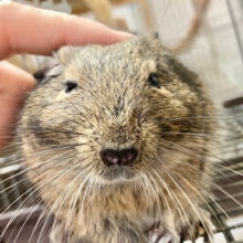 動画あり！デグー（ノーマル）　かじるの大好き！甘えんぼな男の子♪