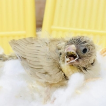 ビターに恋しちゃう？？　キンカチョウ