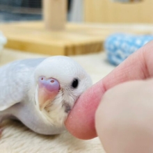 【最新画像更新🪄】淡々カラーの人気者💜セキセイインコ（ライラック）ヒナ