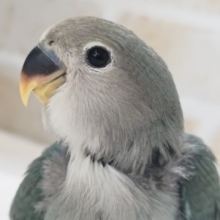 落ち着いた色合いたまらない～🫐 コザクラインコ(ブルーチェリー)