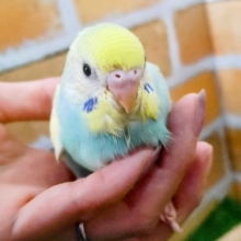 ③優しい色味✨セキセイインコのヒナ(パステルレインボーパイド)入荷しました❤