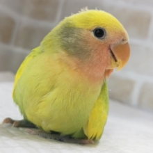 🌟最新画像🌟 ガオッとフレッシュ～🐯 コザクラインコ(タイガーオパーリン)