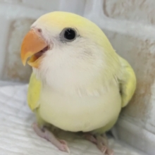 とってもキレイな淡～いカラー🍒 コザクラインコ(シナモン系)