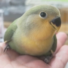 🌟最新画像🌟 かわいいオレンジのお顔～🍊 コザクラインコ(オレンジフェイス)