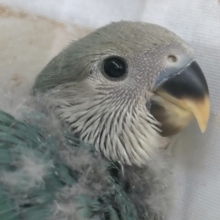 キレイな色合いに夢中～🍀 コザクラインコ(ブルーチェリー)