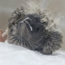ちっこかわいい妖精さん～！？ キンカチョウ🧚