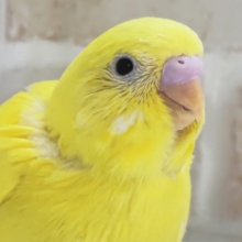 まっきっきだね～💛 セキセイインコ(ダブルファクター)