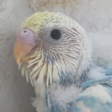 色合い素敵たまらん～🩵 セキセイインコ(パステルレインボーパイド)