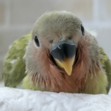ご好評につき、開催延長～🏖️ コザクラインコフェアー🎉