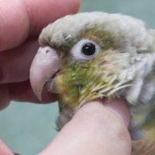 🌟最新画像🌟 カキカキされちゃうとうっとり～🍍 ホオミドリウロコインコ(パイナップル)