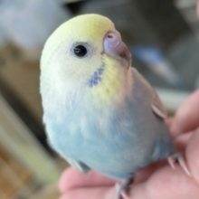 🌟最新画像🌟 鮮やかキレイなレインボー🌈 セキセイインコ(パステルレインボー)