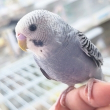 🌟最新画像🌟 少しダークな感じが良き～✨ セキセイインコ(グレーオパーリン)
