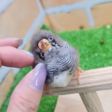 最新動画＆画像更新❤食いしん坊！キンカ鳥の雛入舎です☆