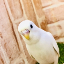 【最新画像更新☆☆】まっ白天使ちゃん♪♪　セキセイインコ