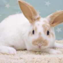 【動画更新🪄】おだやかな動きと、お迎えの音を聞き分ける耳をもって。。。ミニレッキス～～