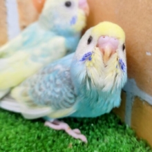 ④カキカキ大好きっ❤セキセイインコのヒナ(レインボースパングル)入荷しました❤