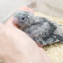 さゆうにクネクネ～　将来あまったれさん？？　サザナミインコ　モーブ～～