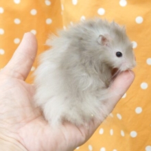 瞳が。。口元が。。飾り毛がぁ。。もっふもふ感が～～　セーブルハムスター～～