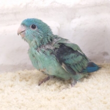 あまあまあまぁ〜〜♪　サザナミインコ　ターコイズブルー☆