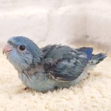 駆け回るのが得意です♪　サザナミインコ　コバルト〜〜