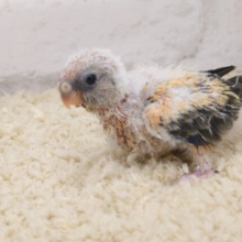 鳴き方、なんだかハマりますよね～～～　ローズアキクサインコ～～