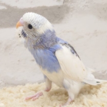 キワッキワ～☆結局やっぱり、パイドってｷﾚｲ♪　セキセイインコ　パイド～～