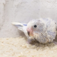 ポージングが得意なコ～？？　セキセイインコ　スパングル☆