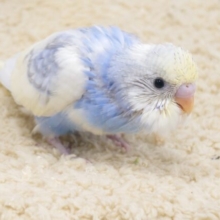 表情仕草見ていると　トリ込まれそうに。。鳥だけに　セキセイインコ　パステルレインボーパイド☆