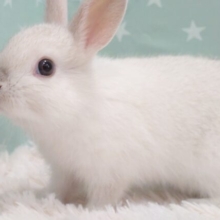 【動画更新🪄】ふれあい、ちゅうい☆☆とろけます～飼いぬしさまがっ　ネザーランドドワーフ～～