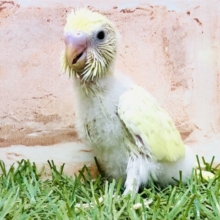 優しいカラーが来ましたね～(*´ω｀*)　セキセイインコ
