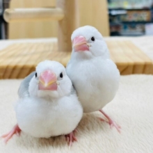【最新画像更新🪄】それぞれ魅力が詰まってます♡白文鳥　ヒナ