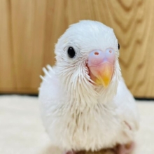 真っ白な天使👼セキセイインコ（ダブルファクター）ヒナ
