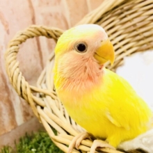 【最新画像更新☆☆】甘酸っぱいカラーがやってきました♪♪　コザクラインコ