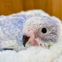 手のひらでとろけちゃう🫧セキセイインコ（スパングル）ヒナ