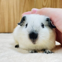【動画更新🪄】たれ耳ちゃん！たまりません💓ロシアンスモークモルモット（女の子）