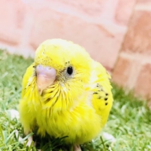 実は人気カラー？？　セキセイインコ