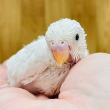 つぶらな瞳に胸キュンです♡ダブルファクター（セキセイインコ）ヒナ