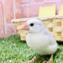 【最新画像更新☆☆】ちゅるつるうぶうぶです！！　白文鳥