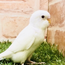 シャリシャリひんやりカラー🍦　セキセイインコ