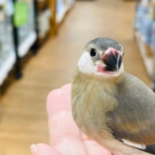 【最新画像更新🪄2回餌になりました⭐︎】裸ん坊の食いしん坊🐣桜文鳥　ヒナ