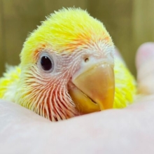 食欲旺盛な元気いっぱいちゃん♡コザクラインコ（ルチノー）ヒナ